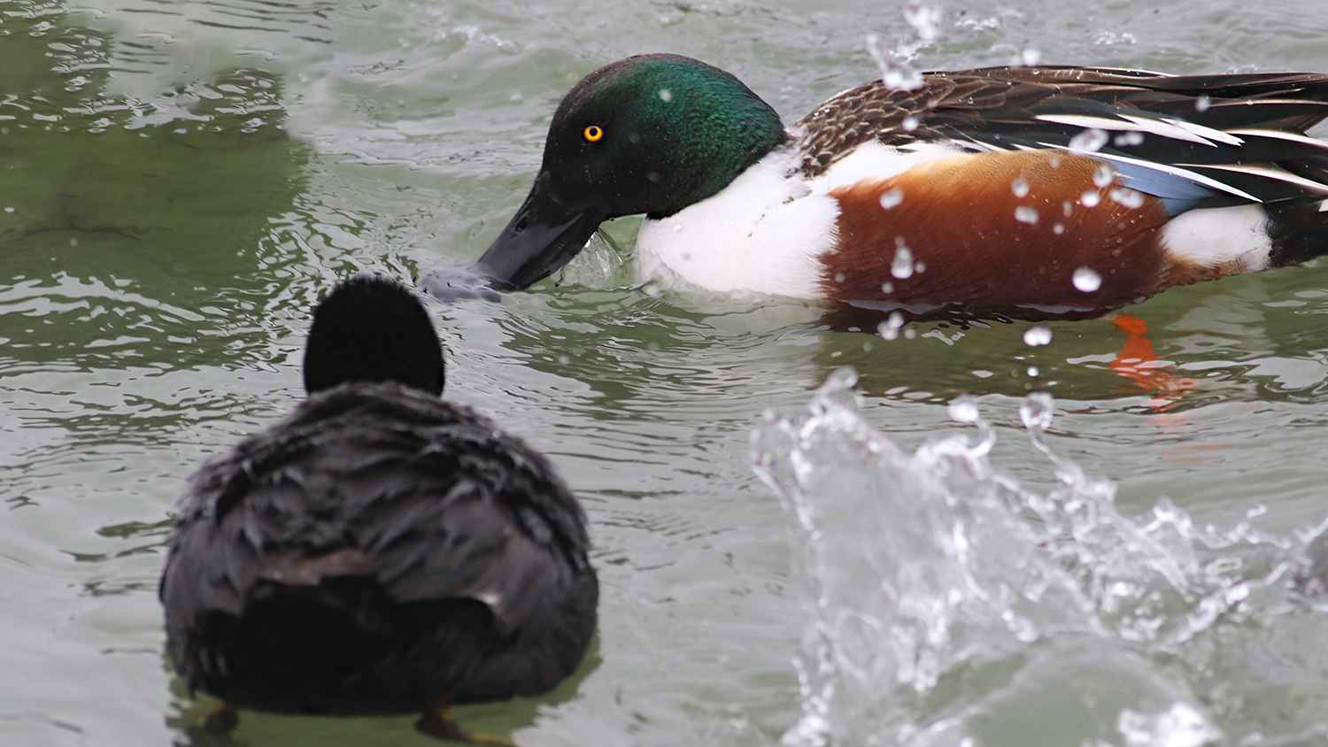 Northern Shoveler